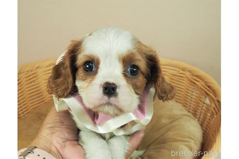 成約済の埼玉県のキャバリアキングチャールズスパニエル-147764の1枚目